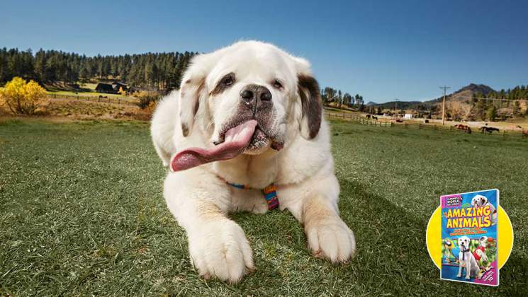 Mochi il cane con la lingua più lunga del mondo -