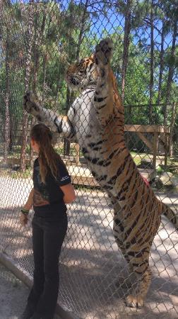Quanto è alta una tigre? Quanto pesa?